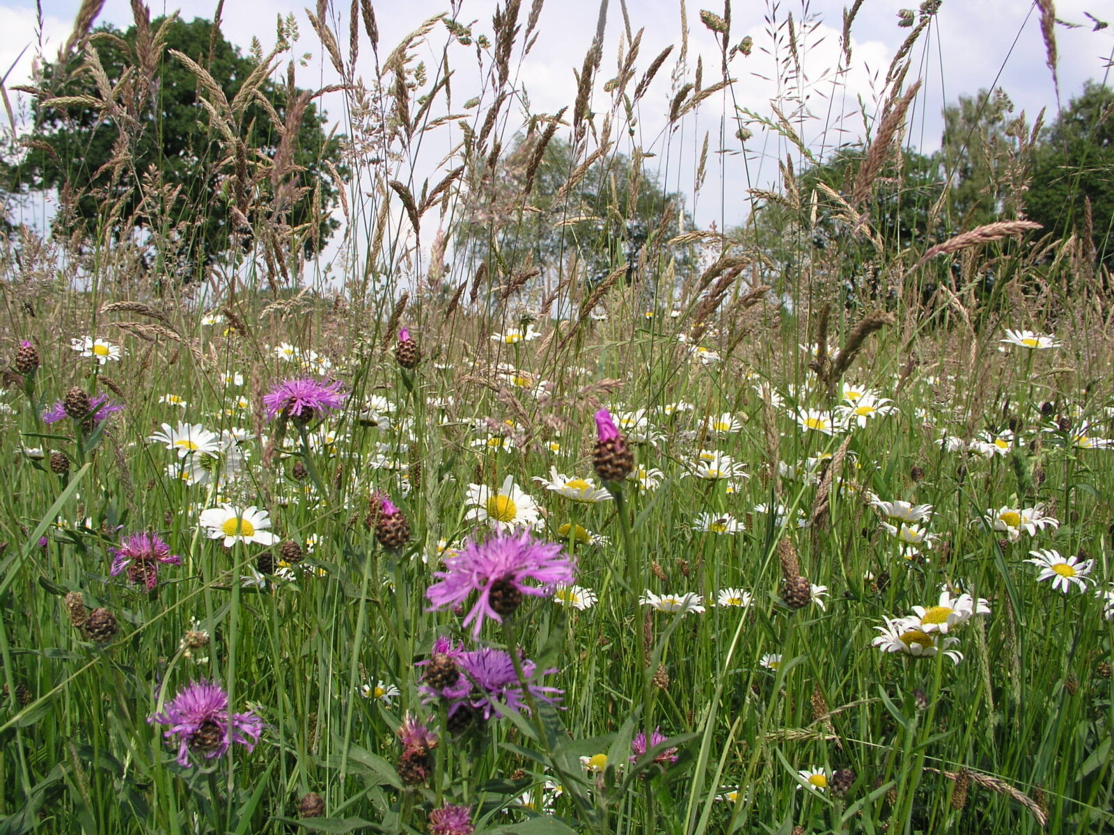 Bloemrijk grasland